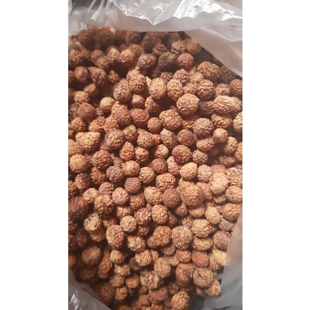 Original Bibit pohon bidara arab/sidr