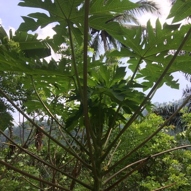 

Daun pepaya segar