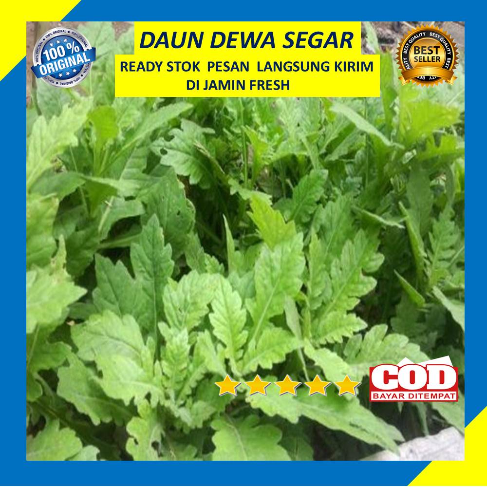 

Daun Dewa Segar 50 Gram Alami Herbal