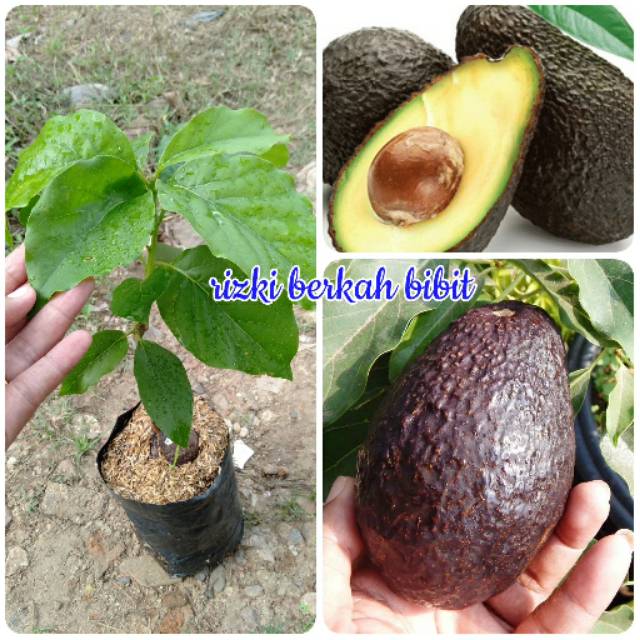 Bibit alpukat hass Australia