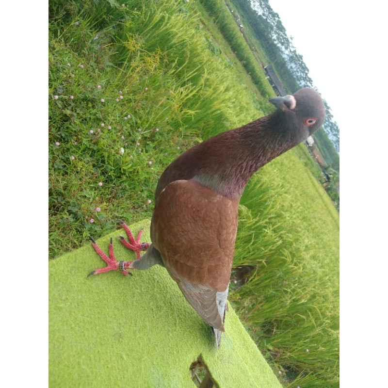 Burung Merpati Balap