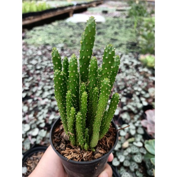 Sukulen opuntia tuna pot 8cm