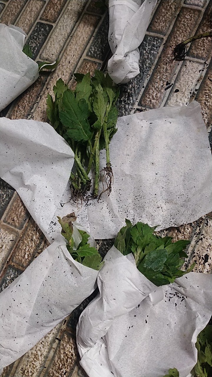 Tanaman Hias Bibit Bunga Krisan Paket 65 Pcs