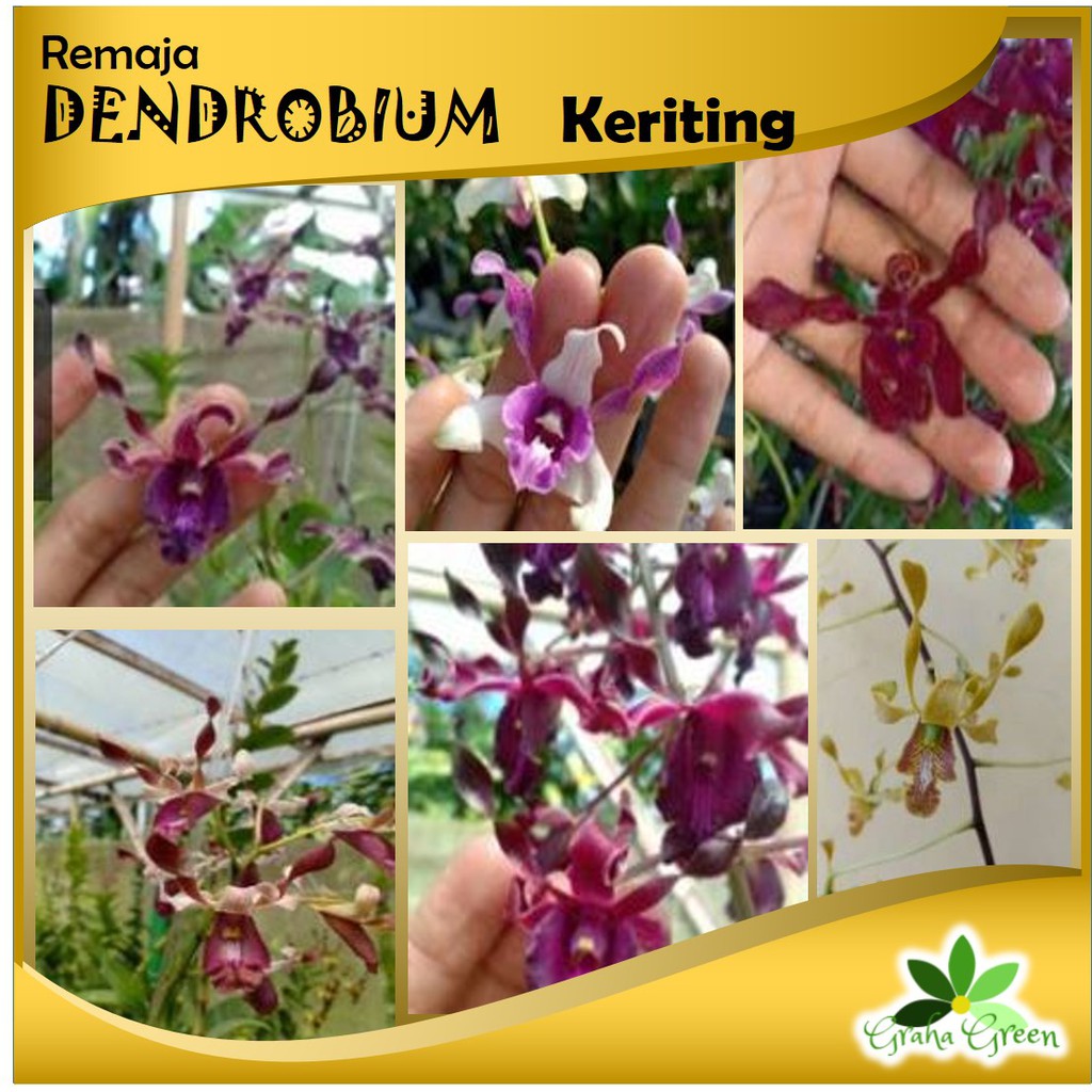 Anggrek Dendrobium Keriting Remaja