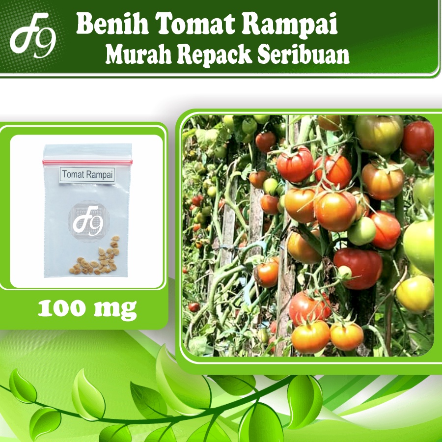 Benih Bibit Tomat Rampai Murah Repack Seribuan