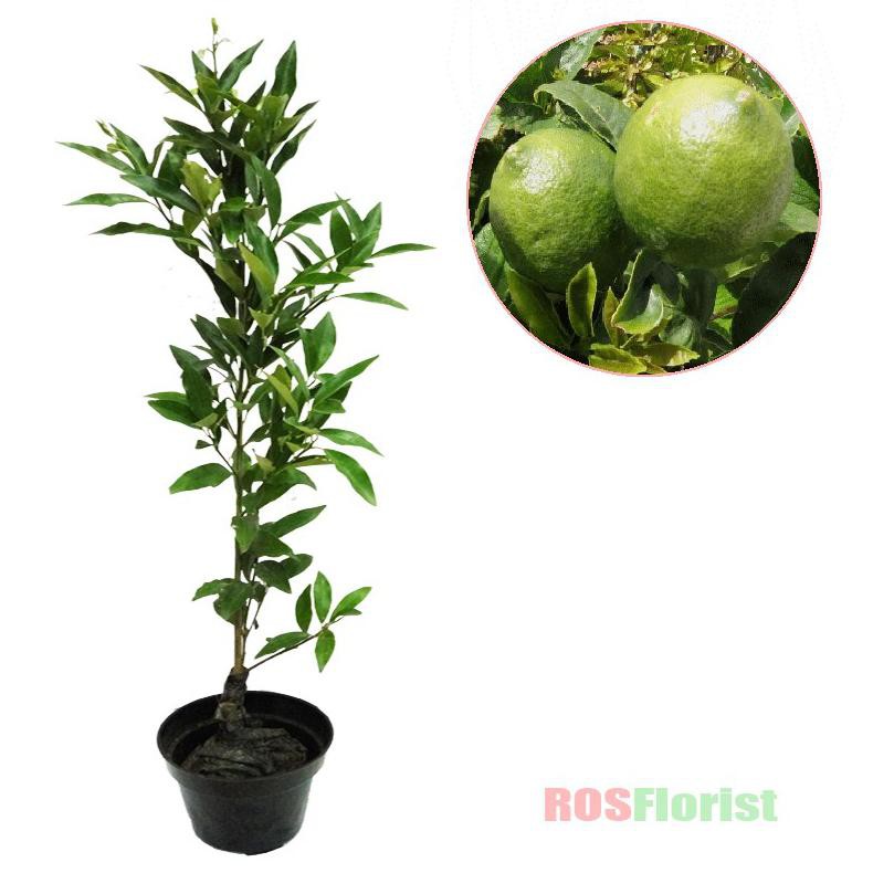 Re5Tock* Tanaman Buah Jeruk Lemon Lokal