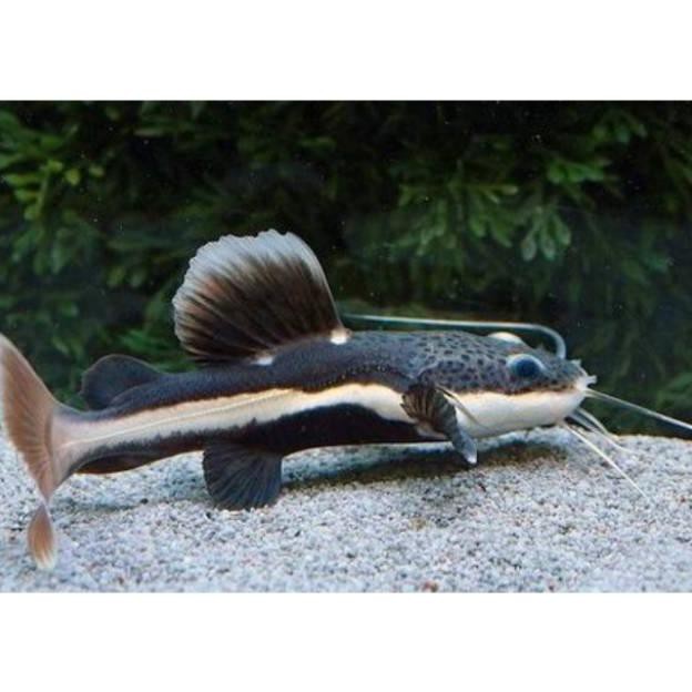 Ready Ikan Hias Redtail Catfish Rtc 40Cm