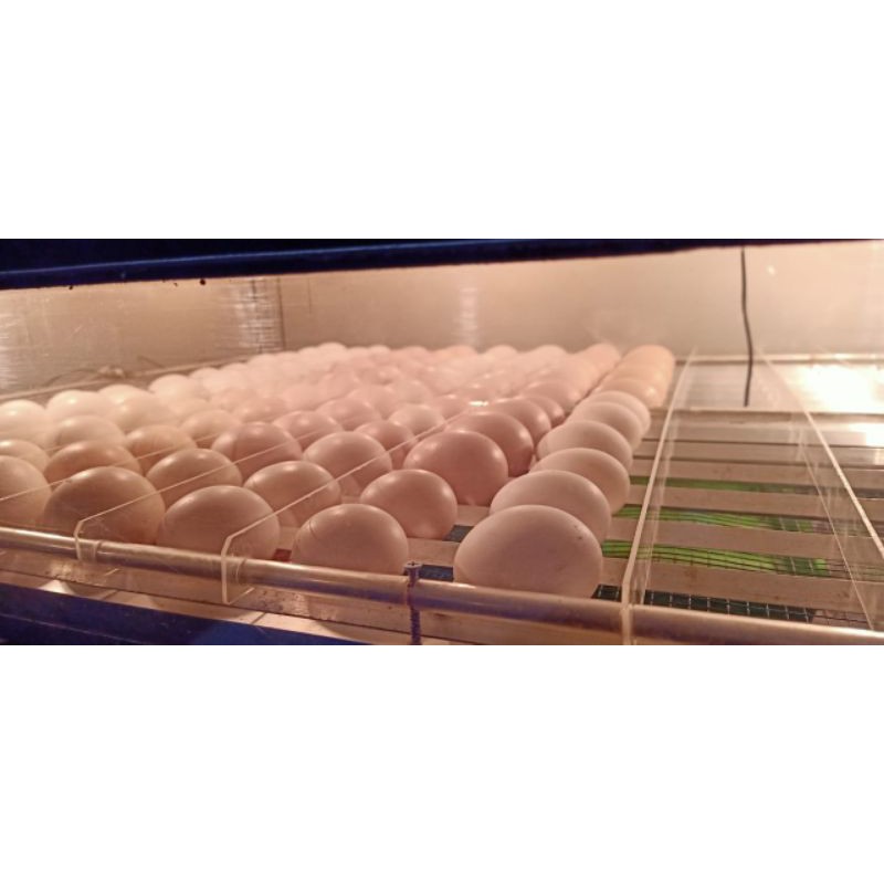 

telur ayam cemani