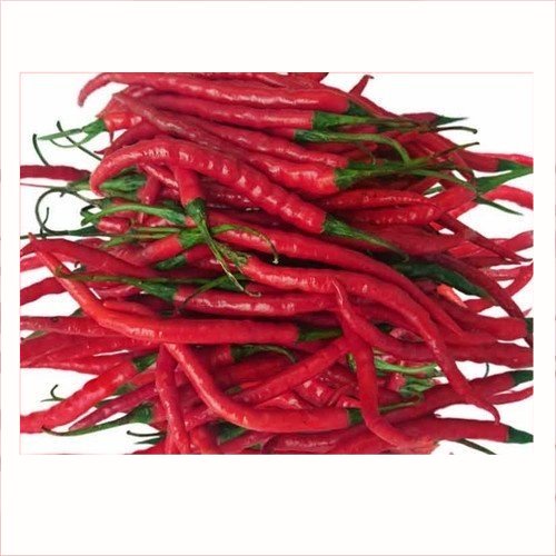 

Cabe Merah Keriting 250gr | Pasar Induk Pekanbaru #Harga_Grosir