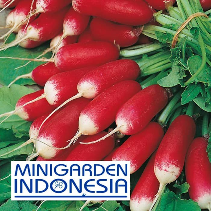 Jual Benih Radish Breakfast Eceran 50biji Lobak Merah Mr Fothergills