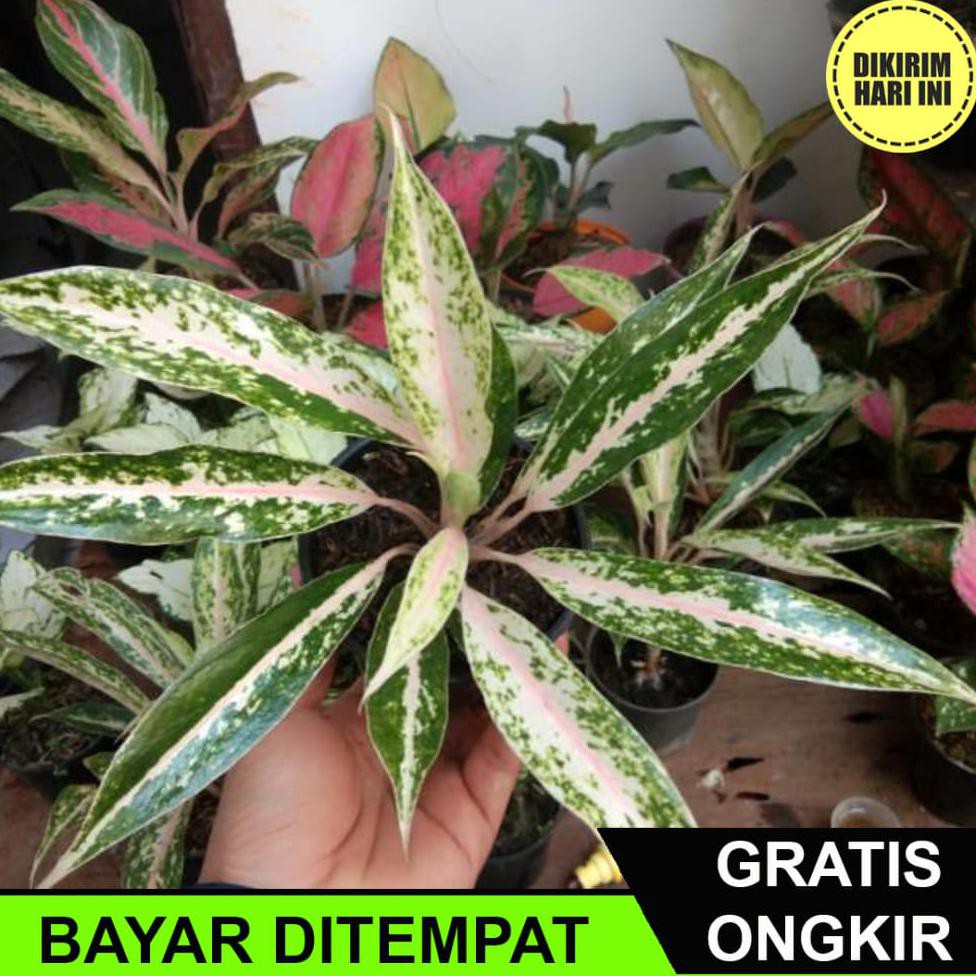 (BAYAR DITEMPAT) BC3281 AGLONEMA MADONA TWISTER