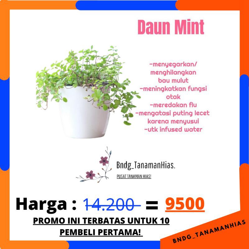 PROMO TANAMAN HIAS/HERBAL BUNGA DAUN MINT SUPER WANGI + ANTI NYAMUK | TERMURAH