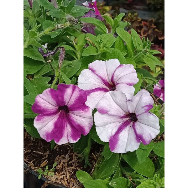 Petunia dwi warna
