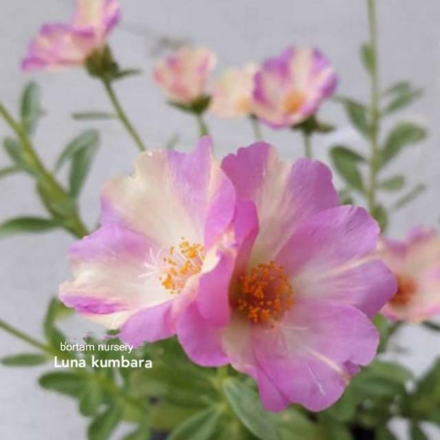 

Mossrose Duna import