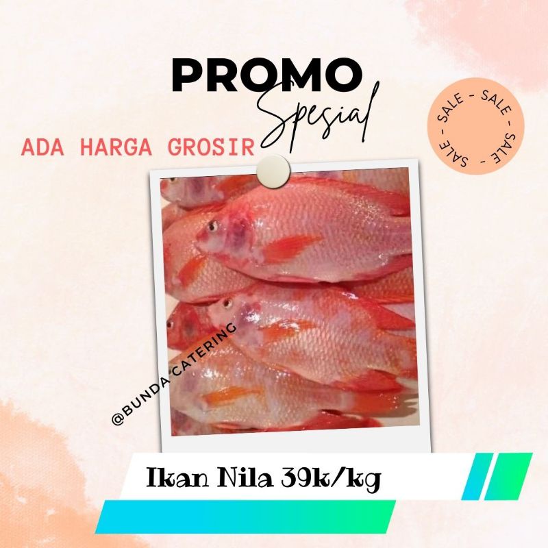 

Ikan Nila Fresh Murah