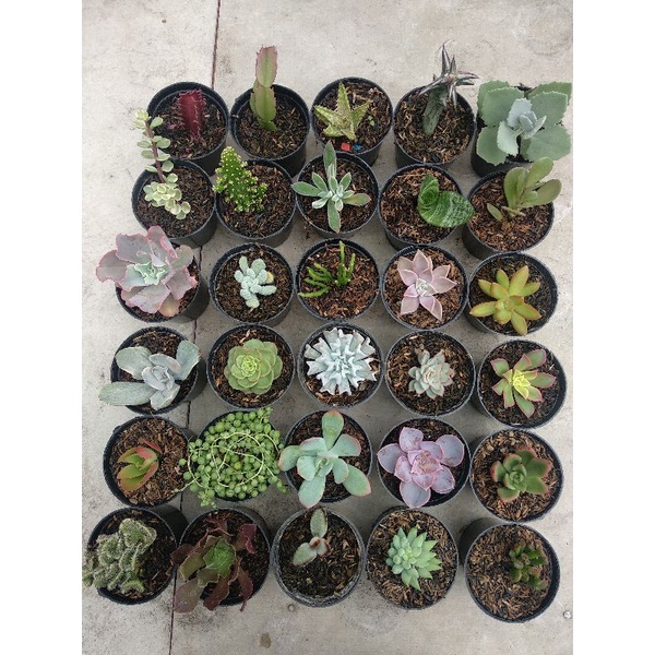50pcs Paket hemat kaktus sukulen murah | murah berkualitas | dikirim random tanamannya saja