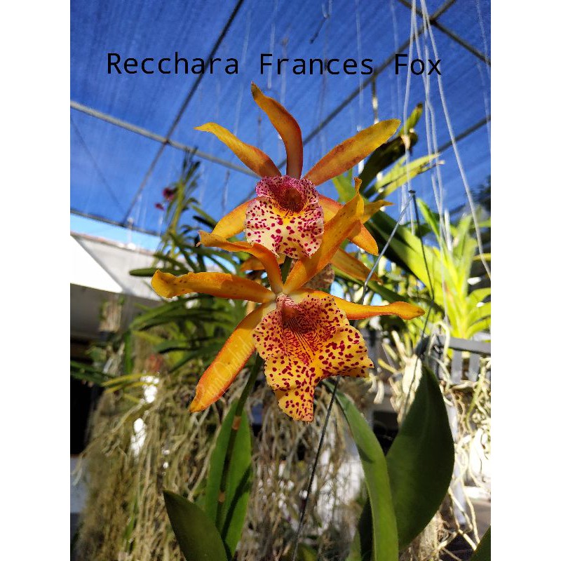 Recchara Frances Fox 'fire flame'