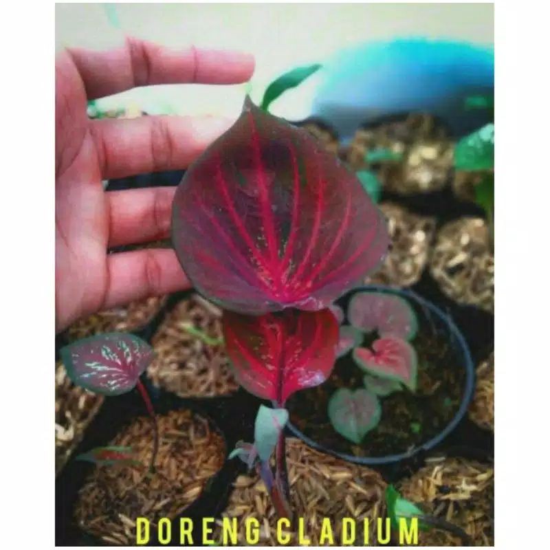 promo tanaman hias umbi caladium doreng hitz
