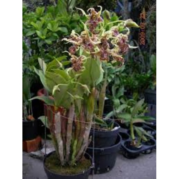 dendrobium spectabile jungle papua