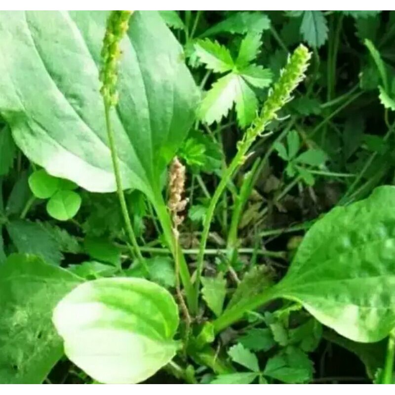 

daun ki urat/sendokan segar 500grm