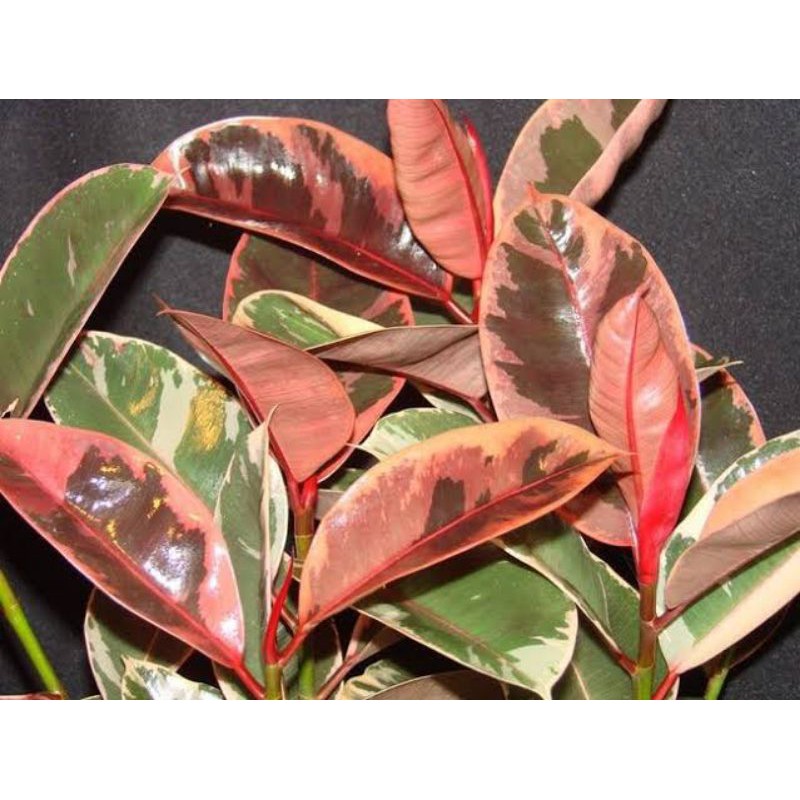 FICUS ELASTICA RED RUBY (ukuran S)
