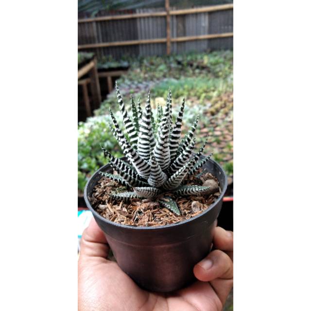 Haworthia Zebra