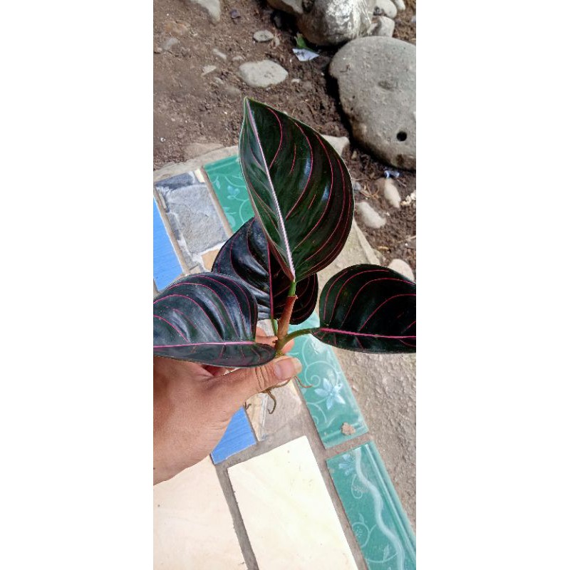 aglonema rotundum  daun 4 dewasa