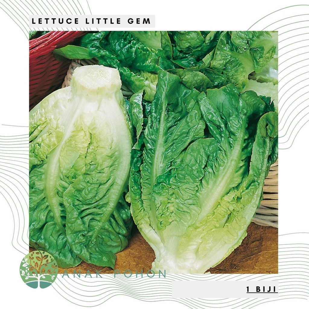 Benih Bibit Biji - Lettuce Little Gem Selada Seeds - IMPORT