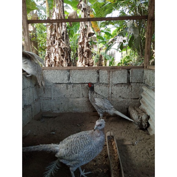 TELUR AYAM RINGNECK ABU" | AYAM HIAS VIRAL