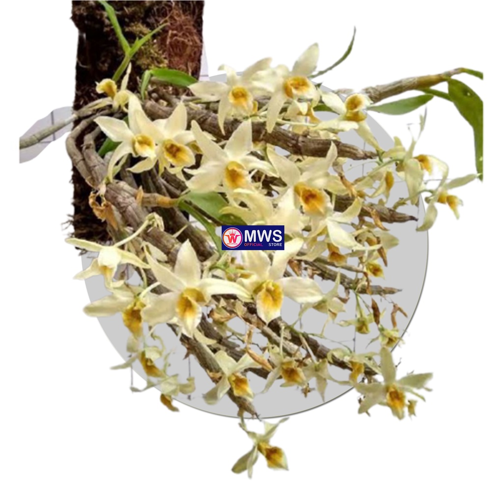 Anggrek dendrobium heterocarpum tanaman langka mws official store