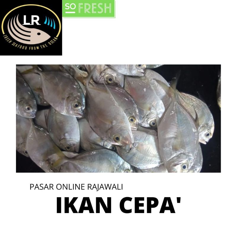 

ikan cepa'/kuwe segar