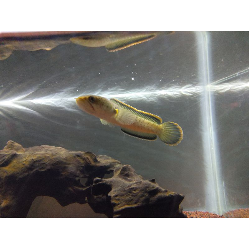 cod kebutuhan aquarium channa cana limbata galak ukuran 11-12cm bahan kontes