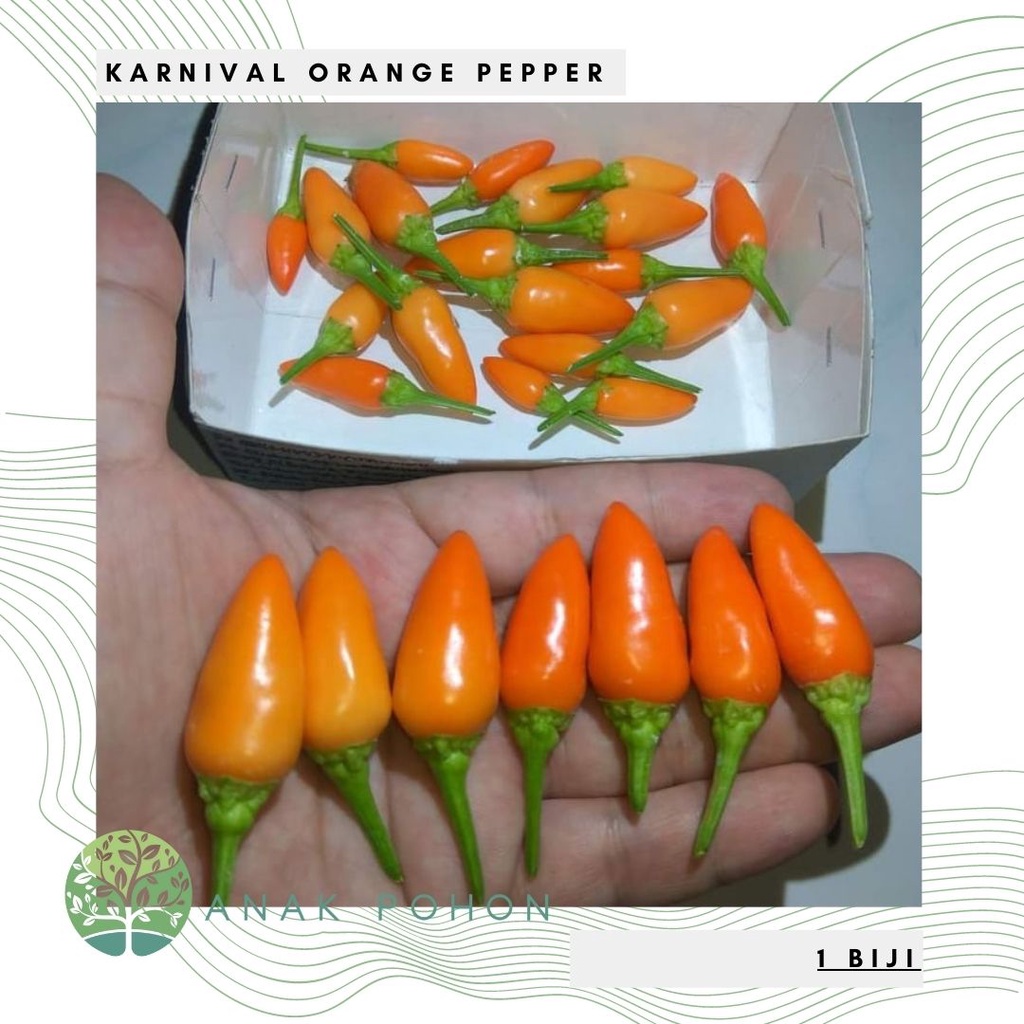 Benih Bibit Biji - Cabai Karnival Orange Cabe Ornamental Hias Pepper Seeds