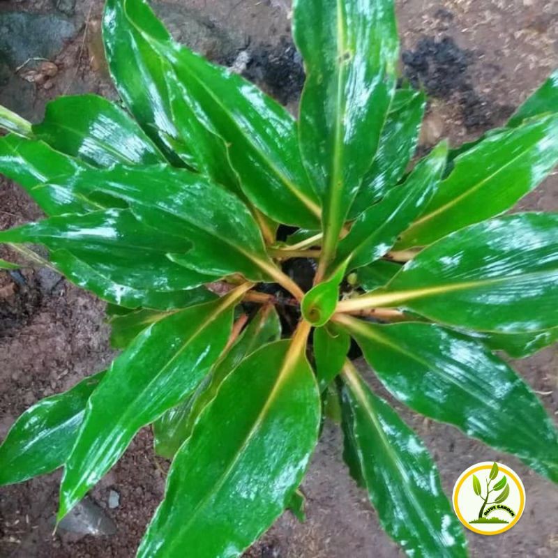 tanaman walisota - kalisota - pohon walisota