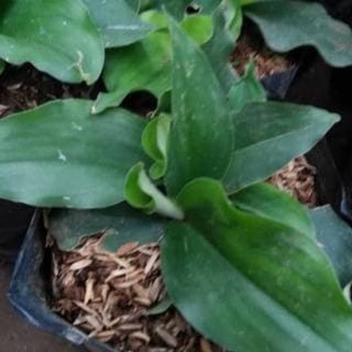 Bibit Kencur Tanaman Obat Herbal Pohon Kencur Tanaman Kencur