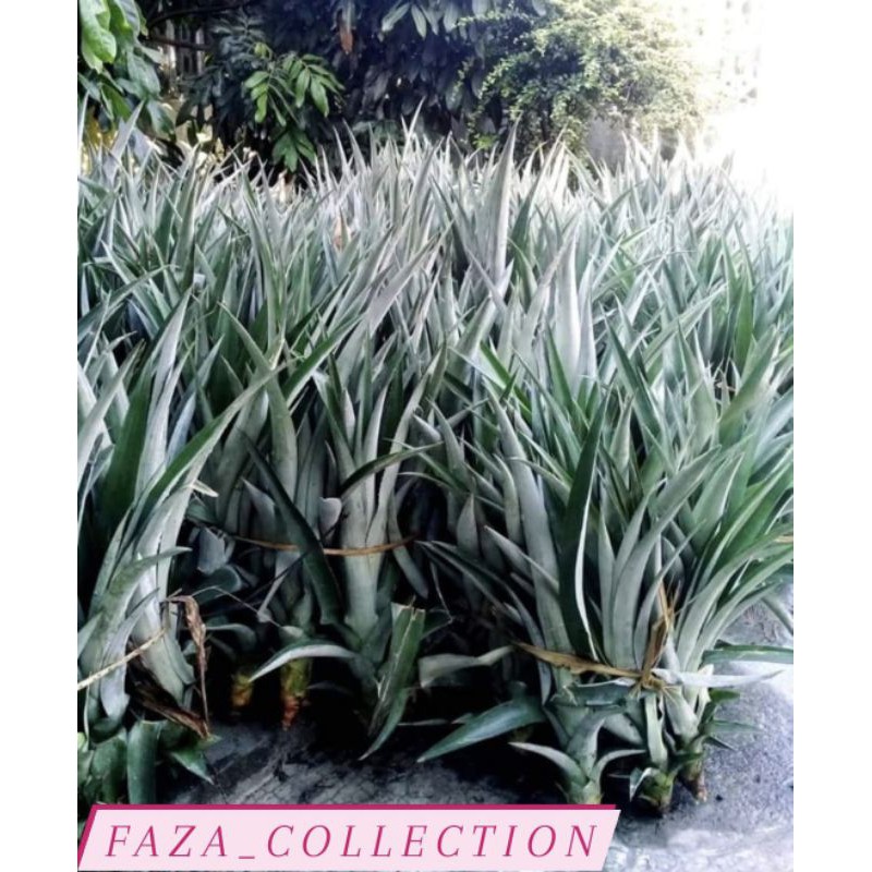 BIBIT NANAS MADU KELUD ASLI KEDIRI GUNUNG KELUD