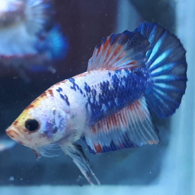 770+ Gambar Ikan Cupang Marble Terbaru