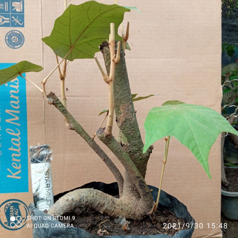 bahan bonsai waru landak mantap