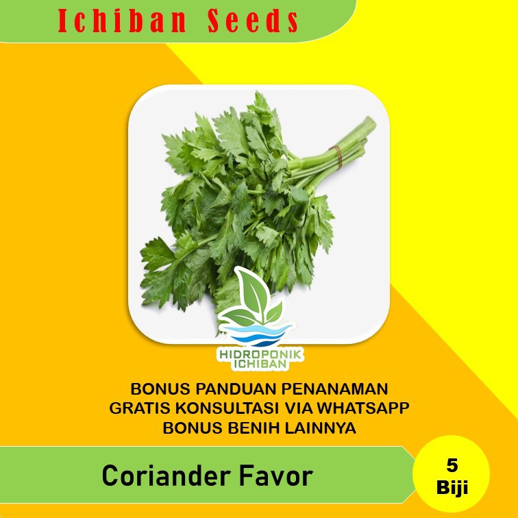 Benih Bibit Biji Coriander Favor Ketumbar Kemasan Seribuan