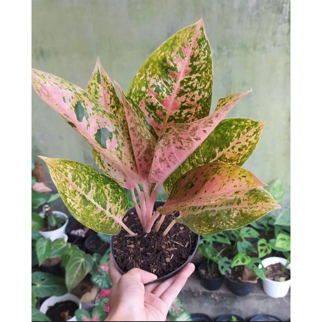 aglonema bigroy dewasa daun rimbun murah/aglonema bigroy dewasa