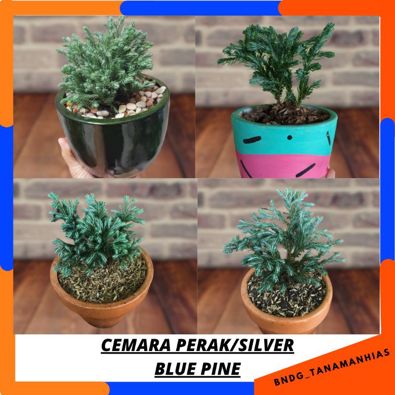 PROMO TANAMAN HIAS CEMARA SILVER/PERAK BLUEDEN | TERMURAH!