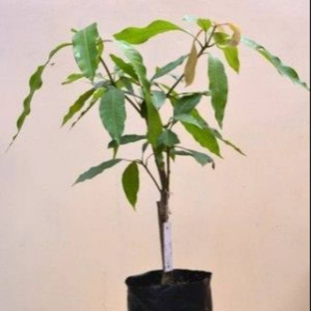 Pohon Mangga Gedong Gincu / Bibit Pohon Mangga Gedong Gincu