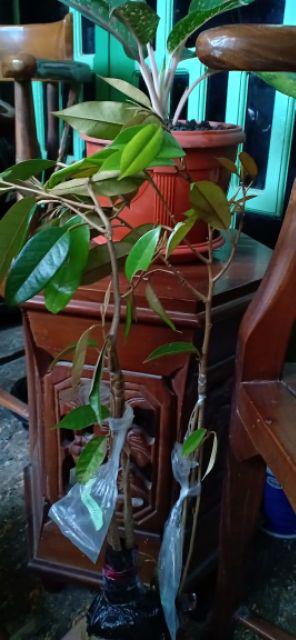 Bibit Durian Musangking Kaki3 Terlaris