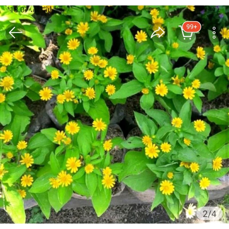 bunga matahari liliput 100 grm