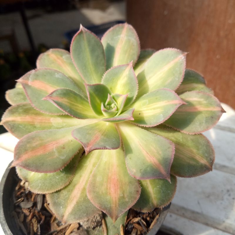 sekulen kiwi varigata tengah / sekulen kolexi / sekulen premium