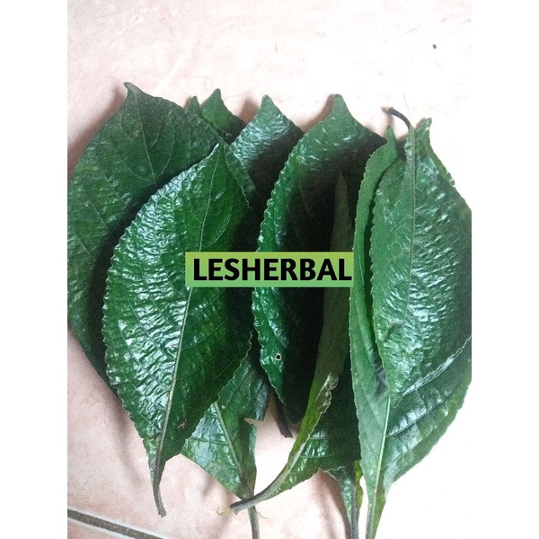 daun keji beling/daun pecah beling segar