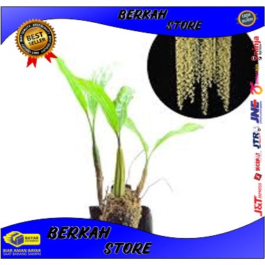 ANGGREK COELOGYNE ROCHUSSENII dewasa