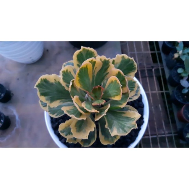 Euphorbia Poisonii Varigata