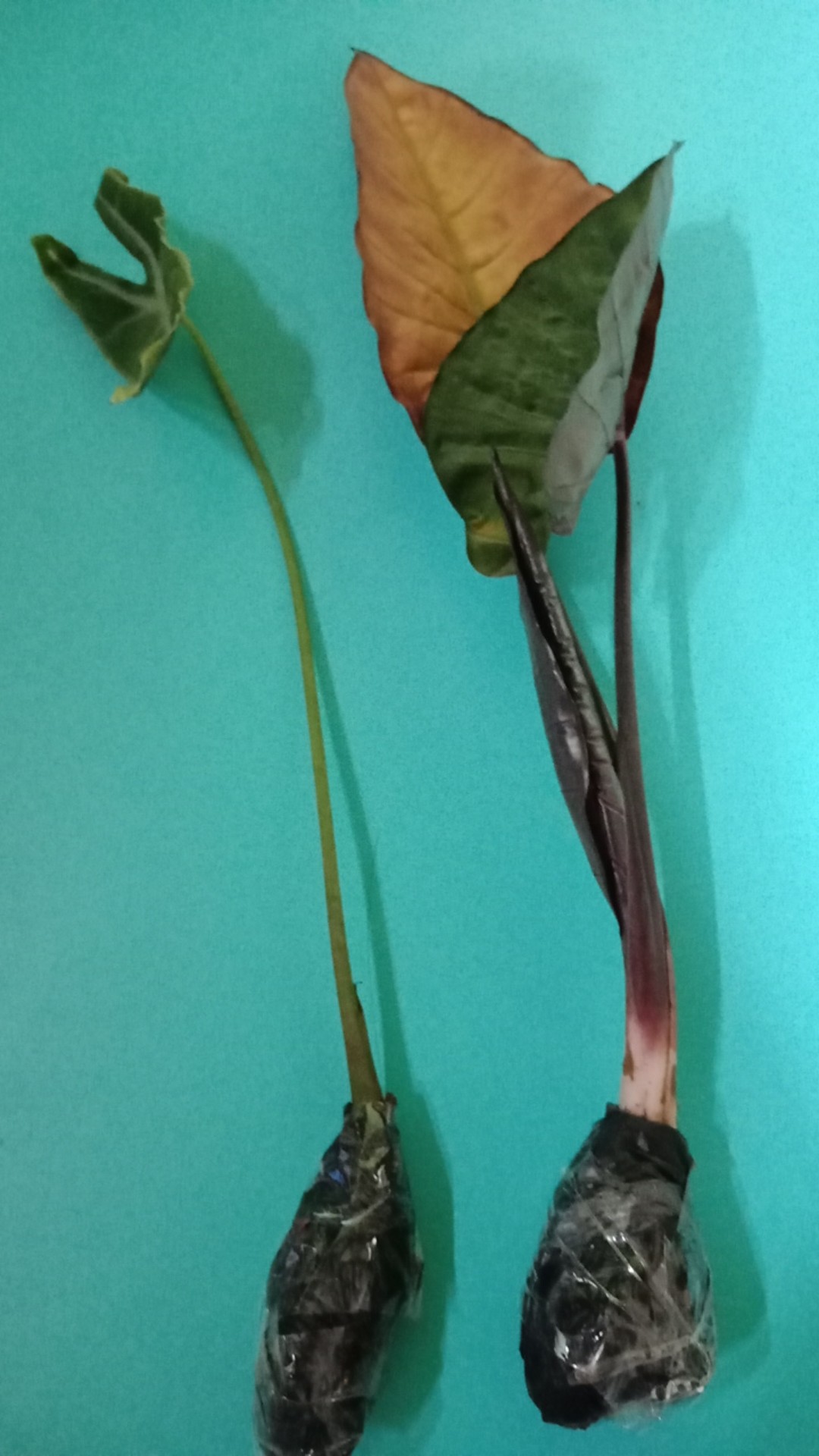 Tanaman Hias Keladi Hitam