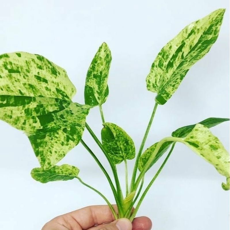 Tanaman hias melati air varigata